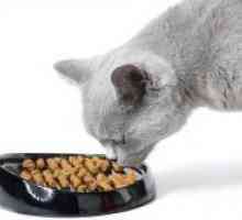 Как да се хранят котката кастрирани?
