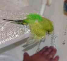 Как да се къпят вълнисто папагалче?