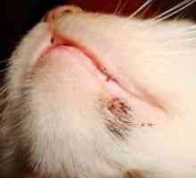 Как за лечение на акне при котки по брадичката?