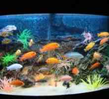 Как да променя водата в аквариума с риба?