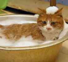 Как да се измие една котка?