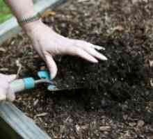 Как да се дезинфекцират почвата в градината?