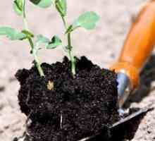 Как да се дезинфекцират почвата за засаждане?