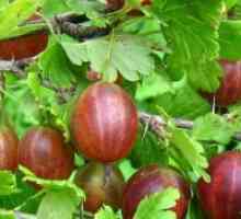 Как да се намали на цариградско грозде след прибирането на реколтата?
