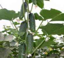 Как да се намали краставици в оранжерията?