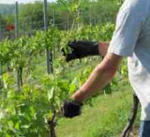Как да се намали на гроздето през лятото на ненужните издънки?