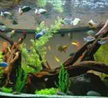 Как да се организира един аквариум?