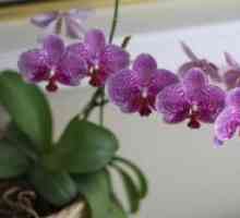 Как да се пресаждат орхидеите след цъфтежа?