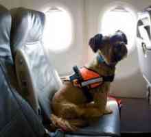 Как да се транспортира на куче в самолет?