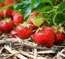 Как да се подготвим ягодите през зимата?
