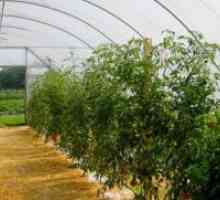 Как да се връзвам домати в оранжерия поликарбонат?