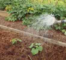 Както се полива след засаждане краставици?