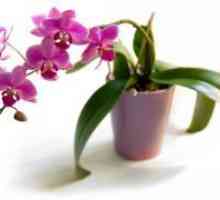 Как да поливам орхидеи в къщи?