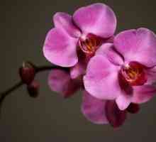 Как да поливам орхидеи?