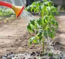 Как да се излее доматите в открито поле?