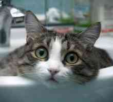 Как да се измие една котка, ако тя се страхува от вода?