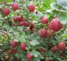 Как да се засадят през есента на цариградско грозде?