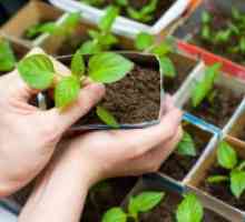 Как да засадим чушки на разсад?