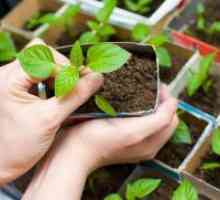 Как да засадим чушки на разсад в къщи?