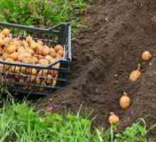 Как да се засадят картофи, за да получите добра реколта?