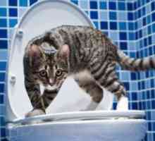Как да привикнат котката до тоалетната?