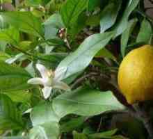Как да се засадят лимон увеличил от камък?