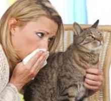 Как сте алергични към котки?
