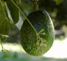 Как да расте едно авокадо?