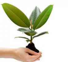 Как да пропагандира Ficus macrophylla?
