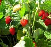 Как да засадят семена ягоди?