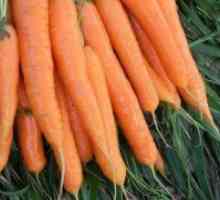 Как да се засадят моркови?