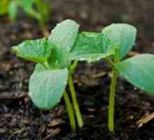 Как да се засадят краставици?