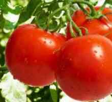 Как да засадят домати?