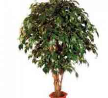 Как да се формира короната на Ficus benjamina?