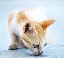 Как да премахнете миризмата на урина котка?