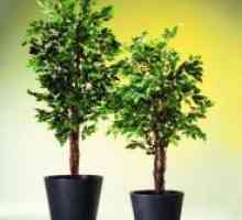 Как да се грижите за Ficus benjamina?