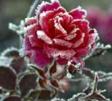 Как да се покрие рози за зимата?