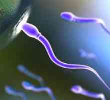 Как да се подобри качеството на спермата?
