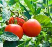 Как да се ускори узряването домати в оранжерия?