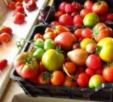 Как да се ускори зреенето на зелени домати, изтръгната?