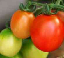 Как да се ускори узряването домати в открито поле?