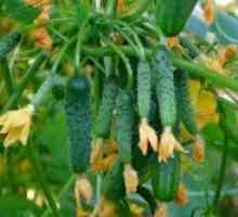 Как да се увеличи реколтата от краставици?