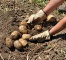 Как да расте добра реколта от картофи?