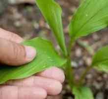Как да расте джинджифил в градината?