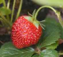 Как да расте ягоди от семена?