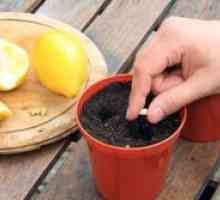 Как да расте един лимон в къщи?