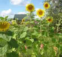Как да расте един слънчоглед в страната?