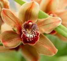 Как да растат орхидеи от семена?
