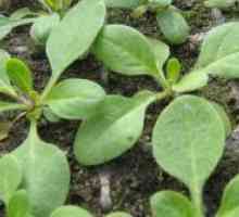 Как да расте семена петуния?