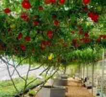 Как да расте един домат дърво?